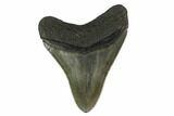 Fossil Megalodon Tooth - South Carolina #130847-1